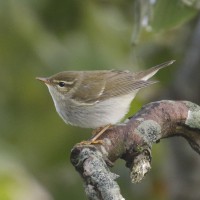 Arctic Warbler